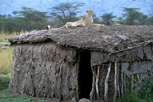 Images Dated 5th July 2006: Cheetah - resting on roof of mud hut. Maasai Mara - Kenya - Africa