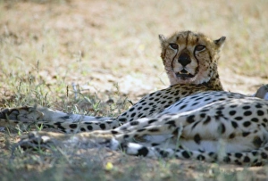 Cheetah resting in shade during heat of day Cheetah resting in shade during heat of day