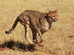 Cheetah Print - Running in Chobe National Park, Botswana