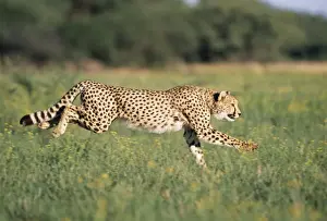 John Daniels Photographer Work Prints: Cheetah Running, sequence 1 A