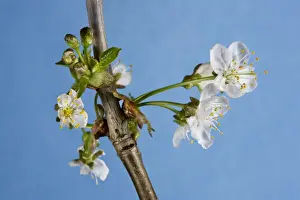 Close Up Cherry Blossoms Prints: Cherry Tree - blossom