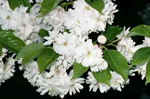 Cherry Tree Prints: Cherry Tree - flowering