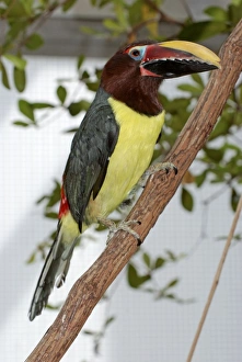 Chestnut-eared Aracari - forests of central South America Chestnut-eared Aracari - forests of central South America