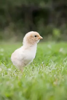 Agricultural Livestock Images Prints: Chick - Cornwall - UK
