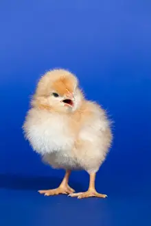 Farming In Britain Prints: Chick - UK