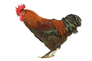 Chicken - Black copper Maran in studio Chicken - Black copper Maran in studio