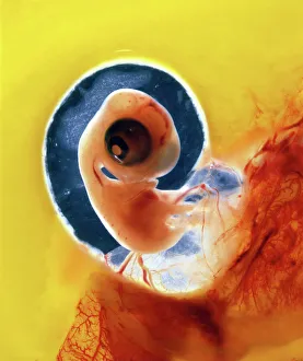 Chicken chick - 6 day old embryo in egg Chicken chick - 6 day old embryo in egg
