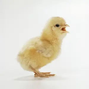 Chicken Photography Prints: Chicken Chick