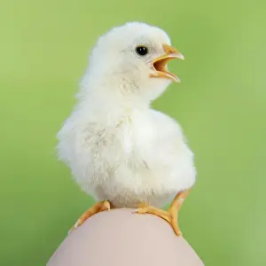 Cute Chick Images Prints: CHICKEN - chick sitting on a large egg