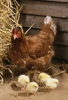 Chicken with Chicks Print