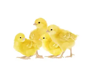 Livestock Farming Pictures Prints: Chicken - chicks in studio