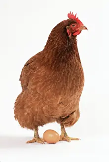 John Daniels Photography Prints: Chicken & egg