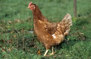 Personal Use Only Prints: Chicken in grass