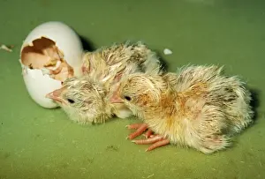 Personal Display Artwork Prints: Chicken Hatching