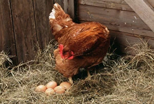 Images Dated 2nd August 2004: Chicken Hen with eggs