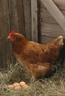 Ardea Wildlife Print: Chicken - Hen with Eggs