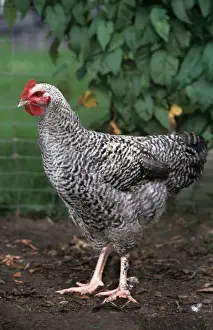 Farm Animal Prints: Chicken - Malines cuckoo