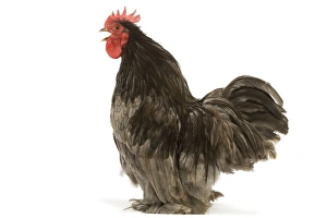 Chicken - Pekin Bantam blue - in studio Chicken - Pekin Bantam blue - in studio