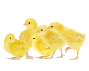Domestic Chickens Prints: Chicken - chicks in studio