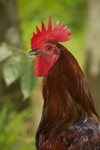 Chickens Prints: Cockerel Print - John Cancalosi, Ardea Wildlife