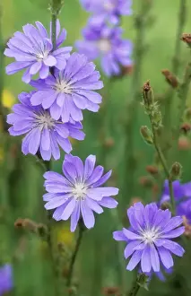 Cichorium Intybus Images Prints: Chicory