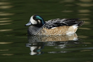 Chiloe Wigeon - drake swimming on lake Chiloe Wigeon - drake swimming on lake