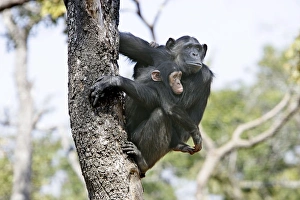 Chimpanzee - adult with young in arms in tree Chimpanzee - adult with young in arms in tree