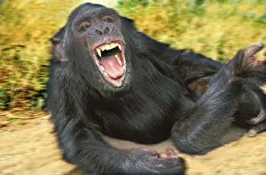 Jean Michel Labat Photos Prints: Chimpanzee - aggressive