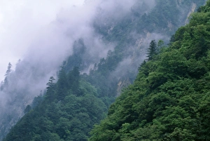 China - Sichuan Province Wolong Reserve. Habitat of Giant Panda (Ailuropoda melanoleuca) China - Sichuan Province Wolong Reserve. Habitat of Giant Panda (Ailuropoda melanoleuca)