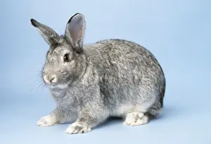 John Daniels Artwork Prints: Chinchilla Rabbit
