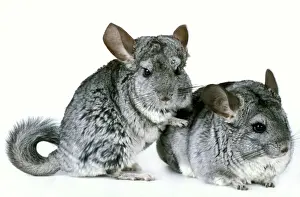 White Background Animals Prints: Chinchilla - two in studio