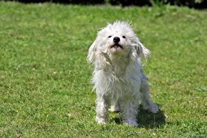 Puff dog outlet