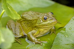 Chiricahua Leopard Frog / Ramsey Canyon Leopard Frog Chiricahua Leopard Frog / Ramsey Canyon Leopard Frog