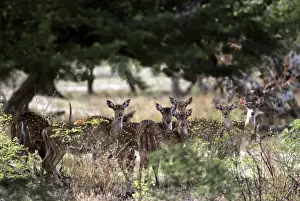 Chital / Spotted Deer Print - Axis axis JVG-284