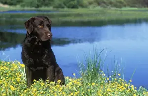 Jean Michel Labat Photography Prints: Chocolate Labrador
