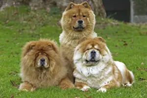 Jean Michel Labat Photography Prints: Chow Chow