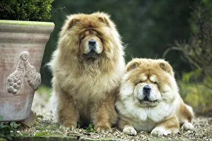 Chow Chow Dogs - two sitting together Chow Chow Dogs - two sitting together