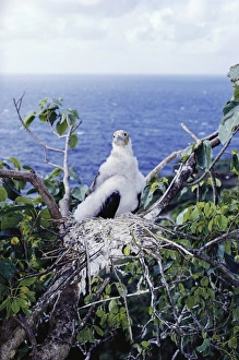 Christmas Island frigatebird - chick Christmas Island frigatebird - chick