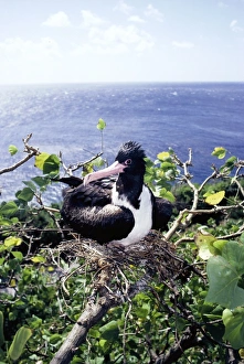 Christmas Island frigatebird - female on nest Christmas Island frigatebird - female on nest