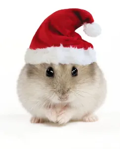 Prints of LA-10475-m Hamster - wearing Christmas hat Jean-Michel Labat Please note that prints are for personal display purposes only and may not be reproduced in anyway. Calomyscidae Prints: Hamster in Christmas Hat Print
