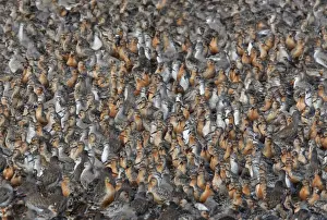 Calidris Canutus Images Prints: CK-4490