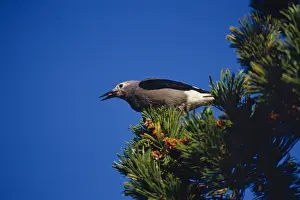 Pacific Northwest Wildlife Prints: Clark's Nutcracker - harvesting seed from Whitebark pine tree
