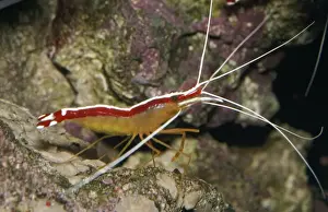 Marine Crustaceans Prints: Cleaner Shrimp