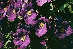 Clematis Flowers Prints: Clematis