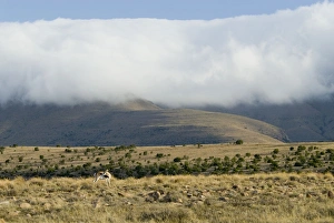 Cloud blanket enveloping mountain tops with springbok (Antidorcas marsupialis) Cloud blanket enveloping mountain tops with springbok (Antidorcas marsupialis)