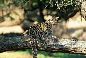 Prints of FG-10921 Clouded Leopard - on tree licking lips Asia Neofelis nebulosa Francois Gohier Please note that prints are for personal display purposes only and may not be reproduced in any way Leopard Prints: Clouded Leopard Print - Licking Lips on Tree