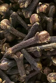 Spice Plant Photography Prints: Cloves