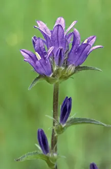 Johan De Meester Artwork Prints: Clustered Bellflower