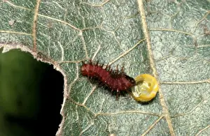 Australian Insect Photography Prints: CLY02001
