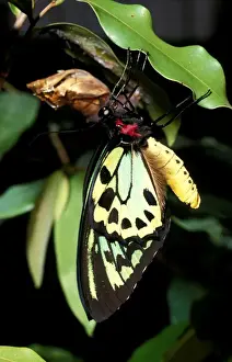 Tropical Butterfly Photography Prints: CLY02006
